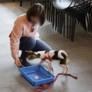 (주)한국반려동물아카데미 이미지