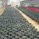 선이네농장 이미지