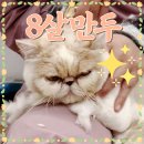 고양이미용실 나른하냥 이미지