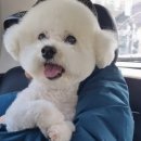 복실이네애견미용실 이미지