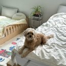 지유갤러리 | 저상형, 예쁜 침대 프레임 추천 :: SLQK 한국갤러리 무헤드 침대프레임 내돈내산