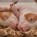 돼지두마리 이미지