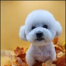 까까오 dog 이미지