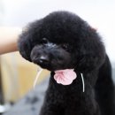 로라펫살롱 이미지