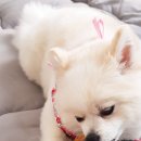 베베네 개스트하우스 이미지