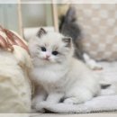 고양이분양전문달루나캣츠 - 마포구 서강로 79 | 왕십리고양이분양 고양이분양 전문 달루나캣츠 왕십리점을 추천합니다