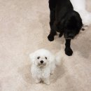 펫도그 애견스쿨 이미지