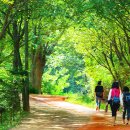 계족산황톳길 이미지