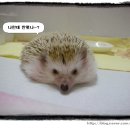 백만불PC 이미지