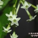 야래향 이미지