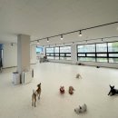 월 스트리트 애견유치원 이미지