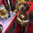 옛날통닭 (내손2호점) | 고구려옛날통닭 라페스타 2호점_옛날 통닭, 골뱅이쫄면, 생맥주