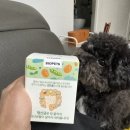 멍이맘&대디 | 강아지유산균추천,멍산균!토이푸들 루미의 배변 건강을 위한 비밀 무기!