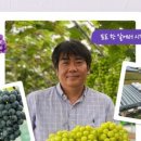 포도팜
