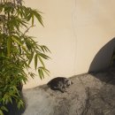 별밤비어 이미지