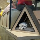 강아지집 이미지