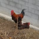 울주 대곡리 반구대 암각화 이미지