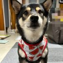 U&Pet <b>유앤</b><b>펫</b> - 강아지 썸머 나시