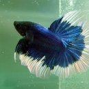 이쁘지요 이미지