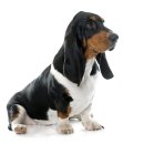 스타동물병원 이미지