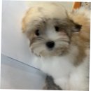 그루밍125 | 송파구에서 꼬똥을 분양받은 후기, 퍼피에몽에서의 경험