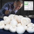 부여양송이마을 이미지