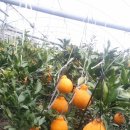 서당 농장 이미지