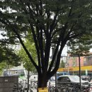 고려대학교 | 고려대학교 교우회관 웨딩홀 웨드유 홀투어 후기 (계약 후 취소)