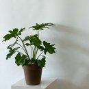 꽃바람화원 이미지