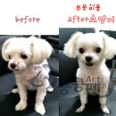 소망애견 이미지