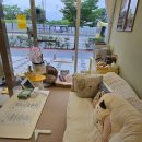 무마취 고양이 미용실 반할고양 이미지