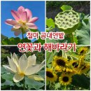 우리 곰내랑 | 1562.철마 곰내연밭 연꽃과 해바라기 개화상태/철마 가볼만한곳