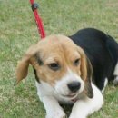 토리켄넬 이미지