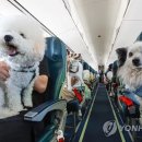 반려와 이미지