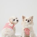 애견모델 이미지