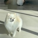 멍개구름 이미지