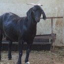 청안흑염소 농장 이미지