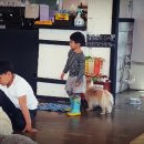 강아지트 이미지