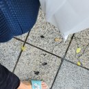 7세븐다방