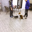 잠실애견카페도그마루