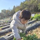 트리플농장 Daum카페