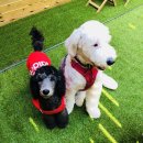 타카독스 커피 | 용인 애견놀이터 찾는다면 타카독스로 ~