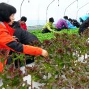 금산인삼직매장 - 중구 | 금산인삼직매장
