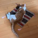 건오마트 | 터키 기념품 리스트, 이스탄불과 카파도키아 기념품 쇼핑 꿀팁