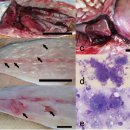 부시리 Seriola aureovittata의 Microsporidium seriolae와 Philometroides seriolae 이미지