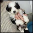 유어펫 라운지 강아지분양 이미지