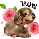 WALWAL(왈왈) 이미지