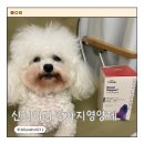 신장쇼핑몰2 | 신시어리 강아지영양제 강아지신장 건강 챙기기