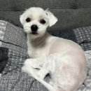 애틋하개 이미지