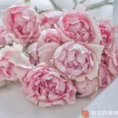 candy flowers 棉花糖泡泡 shrub rose 이미지